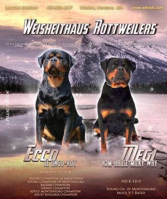 WeisheitHaus Rottweilers__